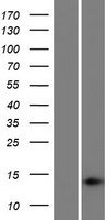 HIST1H2AD Protein - Western validation with an anti-DDK antibody * L: Control HEK293 lysate R: Over-expression lysate