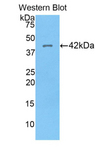 HIST1H2AG Antibody - Western blot of recombinant HIST1H2AG.  This image was taken for the unconjugated form of this product. Other forms have not been tested.