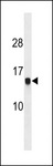 HIST1H2AG Antibody - HIST1H2AG Antibody western blot of MCF-7 cell line lysates (35 ug/lane). The HIST1H2AG antibody detected the HIST1H2AG protein (arrow).