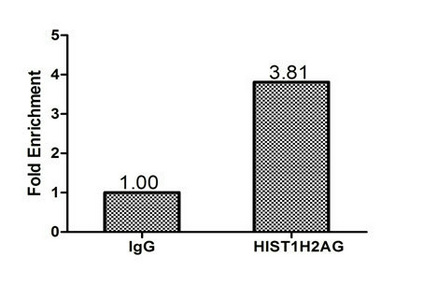 HIST1H2AG Antibody - Chromatin Immunoprecipitation Hela (1.2*10E6) were cross-linked with formaldehyde, sonicated, and immunoprecipitated with 4µg anti-HIST1H2AG or a control normal rabbit IgG. The resulting ChIP DNA was quantified using real-time PCR with primers (HIST1H2AG) against the PGK1 promoter.