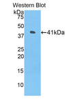 HIST1H2AH Antibody - Western blot of recombinant HIST1H2AH.  This image was taken for the unconjugated form of this product. Other forms have not been tested.