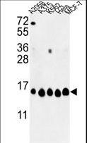 HIST1H2AH Antibody - Western blot of HIST1H2AH Antibody in A2058, A375, K562, HeLa, MCF-7 cell line lysates (35 ug/lane). HIST1H2AH (arrow) was detected using the purified antibody.