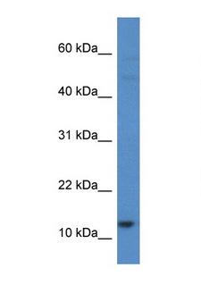 HIST1H2AH Antibody - HIST1H2AH antibody Western blot of HT1080 Cell lysate. Antibody concentration 1 ug/ml.  This image was taken for the unconjugated form of this product. Other forms have not been tested.