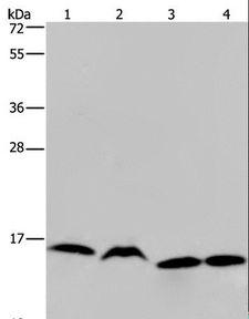 HIST1H2AH Antibody - Western blot analysis of K562, Raji, HeLa and 293T cell, using HIST1H2AH Polyclonal Antibody at dilution of 1:250.