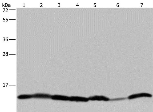 HIST1H2AH Antibody - Western blot analysis of Mouse liver tissue, HepG2, 293T, HeLa, Raji, A375 and K562 cell, using HIST1H2AH Polyclonal Antibody at dilution of 1:450.