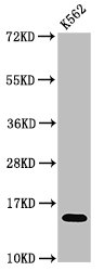 HIST1H2AI Antibody - Positive Western Blot detected in K562 cell acid extracts. All lanes: HIST1H2AG antibody at 0.75 µg/ml Secondary Goat polyclonal to rabbit IgG at 1/50000 dilution. Predicted band size: 15 KDa. Observed band size: 15 KDa