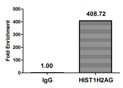HIST1H2AI Antibody - Chromatin Immunoprecipitation Hela (4*10E6, treated with 30mM sodium butyrate for 4h) were treated with Micrococcal Nuclease, sonicated, and immunoprecipitated with 8µg anti-HIST1H2AG (Acetyl-HIST1H2AG (K36) Antibody) or a control normal rabbit IgG. The resulting ChIP DNA was quantified using real-time PCR with primers against the ß-Globin promoter.