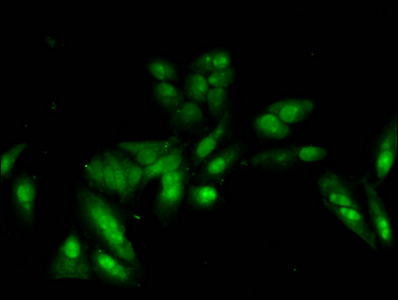 HIST1H2AI Antibody - Immunofluorescent analysis of Hela cells at a dilution of 1:100 and Alexa Fluor 488-congugated AffiniPure Goat Anti-Rabbit IgG(H+L)