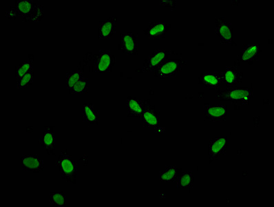HIST1H2AI Antibody - Immunofluorescent analysis of Hela cells at a dilution of 1:100 and Alexa Fluor 488-congugated AffiniPure Goat Anti-Rabbit IgG(H+L)