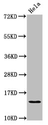 HIST1H2AI Antibody - Positive Western Blot detected in Hela whole cell lysate. All lanes: HIST1H2AG antibody at 1.25 µg/ml Secondary Goat polyclonal to rabbit IgG at 1/50000 dilution. Predicted band size: 15 KDa. Observed band size: 15 KDa
