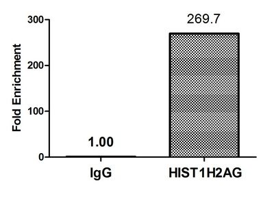HIST1H2AI Antibody - Chromatin Immunoprecipitation Hela (4*10E6) were treated with Micrococcal Nuclease, sonicated, and immunoprecipitated with 8µg anti-HIST1H2AG (HIST1H2AG (Ab-36) Antibody) or a control normal rabbit IgG. The resulting ChIP DNA was quantified using real-time PCR with primers against the ß-Globin promoter.