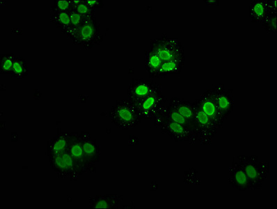 HIST1H2AI Antibody - Immunofluorescence staining of Hela cells at a dilution of 1:5, counter-stained with DAPI. The cells were fixed in 4% formaldehyde, permeabilized using 0.2% Triton X-100 and blocked in 10% normal Goat Serum. The cells were then incubated with the antibody overnight at 4 °C.The secondary antibody was Alexa Fluor 488-congugated AffiniPure Goat Anti-Rabbit IgG (H+L) .