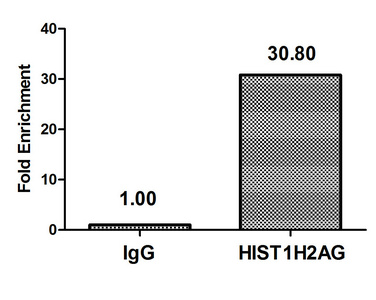 HIST1H2AI Antibody - Chromatin Immunoprecipitation Hela (4*10E6) were treated with Micrococcal Nuclease, sonicated, and immunoprecipitated with 5µg anti-HIST1H2AG (Mono-methyl-HIST1H2AG (K9) Antibody) or a control normal rabbit IgG. The resulting ChIP DNA was quantified using real-time PCR with primers against the ß-Globin promoter.