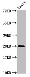 HIST1H2AI Antibody - Positive Western Blot detected in Mouse heart tissue. All lanes: HIST1H2AG antibody at 1.04 µg/ml Secondary Goat polyclonal to rabbit IgG at 1/50000 dilution. Predicted band size: 15 KDa. Observed band size: 15 KDa