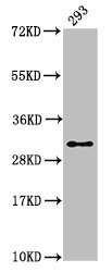 HIST1H2AI Antibody - Positive Western Blot detected in 293 whole cell lysate. All lanes: HIST1H2AG antibody at 1.34 µg/ml Secondary Goat polyclonal to rabbit IgG at 1/50000 dilution. Predicted band size: 15 KDa. Observed band size: 15 KDa