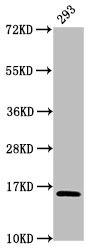 HIST1H2AI Antibody - Positive Western Blot detected in 293 whole cell lysate. All lanes: HIST1H2AG antibody at 1.32 µg/ml Secondary Goat polyclonal to rabbit IgG at 1/50000 dilution. Predicted band size: 15 KDa. Observed band size: 15 KDa