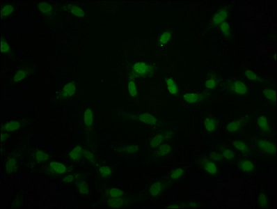 HIST1H2AI Antibody - Immunofluorescence staining of hela at a dilution of 1:50, counter-stained with DAPI. The cells were fixed in 4% formaldehyde, permeabilized using 0.2% Triton X-100 and blocked in 10% normal Goat Serum. The cells were then incubated with the antibody overnight at 4 °C.The secondary antibody was Alexa Fluor 488-congugated AffiniPure Goat Anti-Rabbit IgG (H+L) .