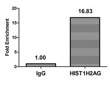 HIST1H2AI Antibody - Chromatin Immunoprecipitation Hela (4*10E6, treated with 30mM sodium crotonylate for 4h) were treated with Micrococcal Nuclease, sonicated, and immunoprecipitated with 5µg anti-HIST1H2AG (Crotonyl-HIST1H2AG (K118) Antibody) or a control normal rabbit IgG. The resulting ChIP DNA was quantified using real-time PCR with primers against the ß-Globin promoter.