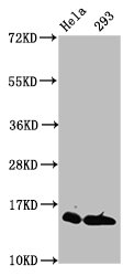 HIST1H2AI Antibody - Western Blot Positive WB detected in: Hela whole cell lysate, 293 whole cell lysate (treated by 30mM sodium crotonylate for 4h) All lanes: HIST1H2AG antibody at 0.3µg/ml Secondary Goat polyclonal to rabbit IgG at 1/50000 dilution Predicted band size: 15 kDa Observed band size: 15 kDa