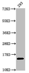 HIST1H2AI Antibody - Positive Western Blot detected in 293 whole cell lysate. All lanes: HIST1H2AG antibody at 0.74 µg/ml Secondary Goat polyclonal to rabbit IgG at 1/50000 dilution. Predicted band size: 15 KDa. Observed band size: 15 KDa