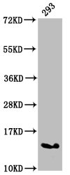HIST1H2AI Antibody - Western Blot Positive WB detected in: 293 whole cell lysate(treated with 30mM sodium butyrate for 4h) All Lanes: HIST1H2AG antibody at 1.33µg/ml Secondary Goat polyclonal to rabbit IgG at 1/50000 dilution Predicted band size: 15 KDa Observed band size: 15 KDa