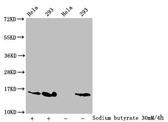 HIST1H2AI Antibody - Western Blot Detected sample: Hela whole cell lysate, 293 whole cell lysate; Untreated (-) or treated (+) with 30mM sodium butyrate for 4h All lanes: HIST1H2AG antibody at 1:100 Secondary Goat polyclonal to rabbit IgG at 1/50000 dilution Predicted band size: 15 kDa Observed band size: 15 kDa