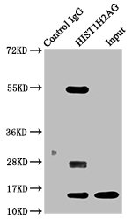 HIST1H2AI Antibody - Immunoprecipitating HIST1H2AG in 293 whole cell lysate Lane 1: Rabbit control IgG instead of Acetyl-HIST1H2AG (K13) Antibody in 293 whole cell lysate.For western blotting, a HRP-conjugated Protein G antibody was used as the secondary antibody (1/2000) Lane 2: Acetyl-HIST1H2AG (K13) Antibody (5µg) + 293 whole cell lysate (500µg) Lane 3: 293 whole cell lysate (20µg)