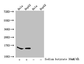 HIST1H2AI Antibody - Western Blot Detected samples: Hela whole cell lysate, HepG2 whole cell lysate; Untreated (-) or treated (+) with 30mM sodium butyrate for 4h All lanes: HIST1H2AG antibody at 1:100 Secondary Goat polyclonal to rabbit IgG at 1/50000 dilution Predicted band size: 15 kDa Observed band size: 15 kDa