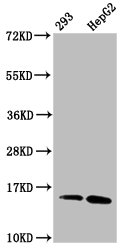 HIST1H2AI Antibody - Western Blot Positive WB detected in: 293 whole cell lysate, HepG2 whole cell lysate(all treated with 30mM sodium butyrate for 4h) All Lanes: HIST1H2AG antibody at 1.2µg/ml Secondary Goat polyclonal to rabbit IgG at 1/50000 dilution Predicted band size: 15 KDa Observed band size: 15 KDa