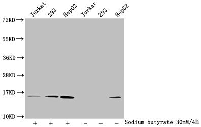 HIST1H2AI Antibody - Western Blot Detected samples: Jurkat whole cell lysate, 293 whole cell lysate, HepG2 whole cell lysate; Untreated (-) or treated (+) with 30mM sodium butyrate for 4h All lanes: HIST1H2AG antibody at 1:100 Secondary Goat polyclonal to rabbit IgG at 1/50000 dilution Predicted band size: 15 kDa Observed band size: 15 kDa