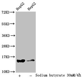 HIST1H2AI Antibody - Western Blot Detected sample: HepG2 whole cell lysate; Untreated (-) or treated (+) with 30mM sodium butyrate for 4h All lanes: HIST1H2AG antibody at 1:100 Secondary Goat polyclonal to rabbit IgG at 1/50000 dilution Predicted band size: 15 kDa Observed band size: 15 kDa