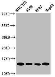 HIST1H2AI Antibody - Western Blot Positive WB detected in: NIH/3T3 whole cell lysate, A549 whole cell lysate, K562 whole cell lysate, HepG2 whole cell lysate All Lanes: HIST1H2AG antibody at 1µg/ml Secondary Goat polyclonal to rabbit IgG at 1/50000 dilution Predicted band size: 15 KDa Observed band size: 15 KDa