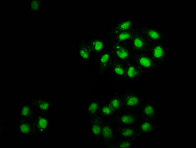 HIST1H2AI Antibody - Immunofluorescence staining of Hela cells diluted at 1:2.5, counter-stained with DAPI. The cells were fixed in 4% formaldehyde, permeabilized using 0.2% Triton X-100 and blocked in 10% normal Goat Serum. The cells were then incubated with the antibody overnight at 4°C.The Secondary antibody was Alexa Fluor 488-congugated AffiniPure Goat Anti-Rabbit IgG (H+L).