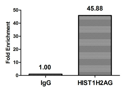 HIST1H2AI Antibody - Chromatin Immunoprecipitation Hela (4*10E6) were treated with Micrococcal Nuclease, sonicated, and immunoprecipitated with 5µg anti-HIST1H2AG (HIST1H2AG (Ab-118) Antibody) or a control normal rabbit IgG. The resulting ChIP DNA was quantified using real-time PCR with primers against the ß-Globin promoter.