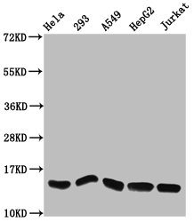 HIST1H2AI Antibody - Western Blot Positive WB detected in: Hela whole cell lysate, 293 whole cell lysate, A549 whole cell lysate, HepG2 whole cell lysate, Jurkat whole cell lysate All Lanes: HIST1H2AG antibody at 1.27µg/ml Secondary Goat polyclonal to rabbit IgG at 1/50000 dilution Predicted band size: 15 KDa Observed band size: 15 KDa