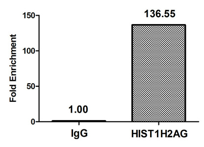 HIST1H2AI Antibody - Chromatin Immunoprecipitation Hela (4*10E6) were treated with Micrococcal Nuclease, sonicated, and immunoprecipitated with 5µg anti-HIST1H2AG (HIST1H2AG (Ab-13) Antibody) or a control normal rabbit IgG. The resulting ChIP DNA was quantified using real-time PCR with primers against the ß-Globin promoter.