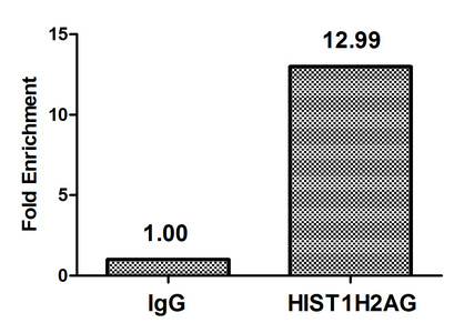 HIST1H2AI Antibody - Chromatin Immunoprecipitation Hela (4*10E6) were treated with Micrococcal Nuclease, sonicated, and immunoprecipitated with 5µg anti-HIS1H2AG (HIST1H2AG (Ab-9) Antibody) or a control normal rabbit IgG. The resulting ChIP DNA was quantified using real-time PCR with primers against the ß-Globin promoter.
