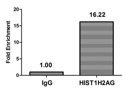 HIST1H2AI Antibody - Chromatin Immunoprecipitation Hela (4*10E6) were treated with Micrococcal Nuclease, sonicated, and immunoprecipitated with 5µg anti-HIST1H2AG (HIST1H2AG (Ab-95) Antibody) or a control normal rabbit IgG. The resulting ChIP DNA was quantified using real-time PCR with primers against the ß-Globin promoter.