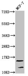 HIST1H2AI Antibody - Western Blot Positive WB detected in: MCF-7 whole cell lysate All lanes: HIST1H2AG antibody at 0.25µg/ml Secondary Goat polyclonal to rabbit IgG at 1/50000 dilution Predicted band size: 15 kDa Observed band size: 15 kDa