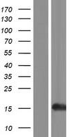 HIST1H2AI Protein - Western validation with an anti-DDK antibody * L: Control HEK293 lysate R: Over-expression lysate