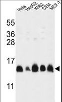 HIST1H2AL Antibody - HIST1H2AL Antibody western blot of HL-60,HepG2,K562,CEM,MCF-7 cell line lysates (35 ug/lane). The HIST1H2AL antibody detected the HIST1H2AL protein (arrow).