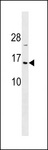 HIST1H2BA Antibody - HIST1H2BA Antibody western blot of A549 cell line lysates (35 ug/lane). The HIST1H2BA Antibody detected the HIST1H2BA protein (arrow).