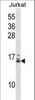 HIST1H2BB Antibody - HIST1H2BB/HIST1H2BE Antibody western blot of Jurkat cell line lysates (35 ug/lane). The HIST1H2BB/HIST1H2BE antibody detected the HIST1H2BB/HIST1H2BE protein (arrow).