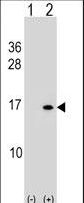 HIST1H2BB Antibody - Western blot of HIST1H2BB/HIST1H2BE (arrow) using rabbit polyclonal HIST1H2BB/HIST1H2BE Antibody. 293 cell lysates (2 ug/lane) either nontransfected (Lane 1) or transiently transfected (Lane 2) with the HIST1H2BB/HIST1H2BE gene.