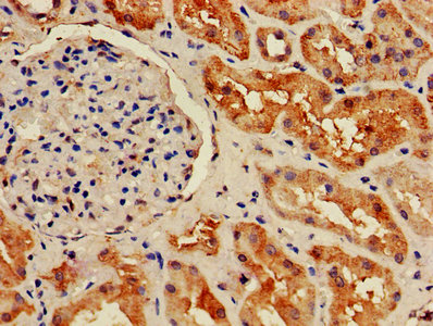 HIST1H2BB Antibody - IHC image of HIST1H2BB Antibody diluted at 1:800 and staining in paraffin-embedded human kidney tissue performed on a Leica BondTM system. After dewaxing and hydration, antigen retrieval was mediated by high pressure in a citrate buffer (pH 6.0). Section was blocked with 10% normal goat serum 30min at RT. Then primary antibody (1% BSA) was incubated at 4°C overnight. The primary is detected by a biotinylated secondary antibody and visualized using an HRP conjugated SP system.