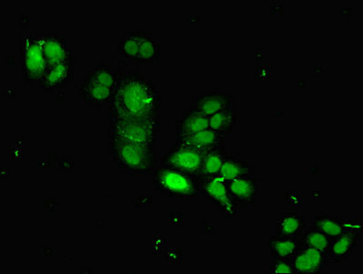 HIST1H2BB Antibody - Immunofluorescent analysis of PC-3 cells using HIST1H2BB Antibody at dilution of 1:100 and Alexa Fluor 488-congugated AffiniPure Goat Anti-Rabbit IgG(H+L)