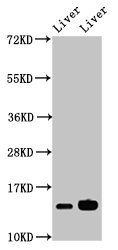 HIST1H2BB Antibody - Western Blot Positive WB detected in: Mouse liver tissue, Rat liver tissue All lanes: HIST1H2BB antibody at 2.8µg/ml Secondary Goat polyclonal to rabbit IgG at 1/50000 dilution Predicted band size: 14 kDa Observed band size: 14 kDa
