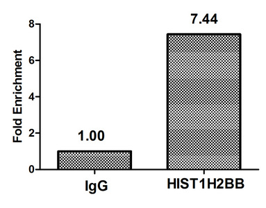HIST1H2BB Antibody - Chromatin Immunoprecipitation Hela(4*106) were treated with Micrococcal Nuclease, sonicated, and immunoprecipitated with 8ug anti-HIST1H2BB or a control normal rabbit IgG. The resulting ChIP DNA was quantified using real-time PCR with primers against the Beta-Globin promoter.