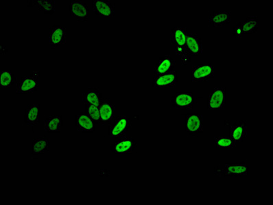HIST1H2BB Antibody - Immunofluorescent analysis of Hela cells at a dilution of 1:100 and Alexa Fluor 488-congugated AffiniPure Goat Anti-Rabbit IgG(H+L)
