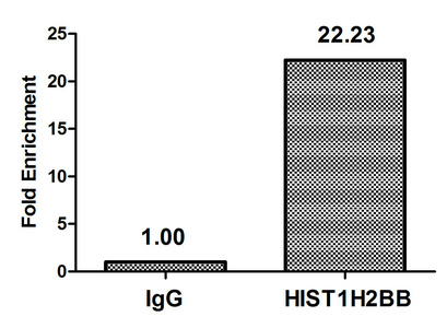 HIST1H2BB Antibody - Chromatin Immunoprecipitation Hela (4*10E6, treated with 30mM sodium butyrate for 4h) were treated with Micrococcal Nuclease, sonicated, and immunoprecipitated with 8µg anti-HIST1H2BB (Acetyl-HIST1H2BB (K5) Antibody) or a control normal rabbit IgG. The resulting ChIP DNA was quantified using real-time PCR with primers against the ß-Globin promoter.